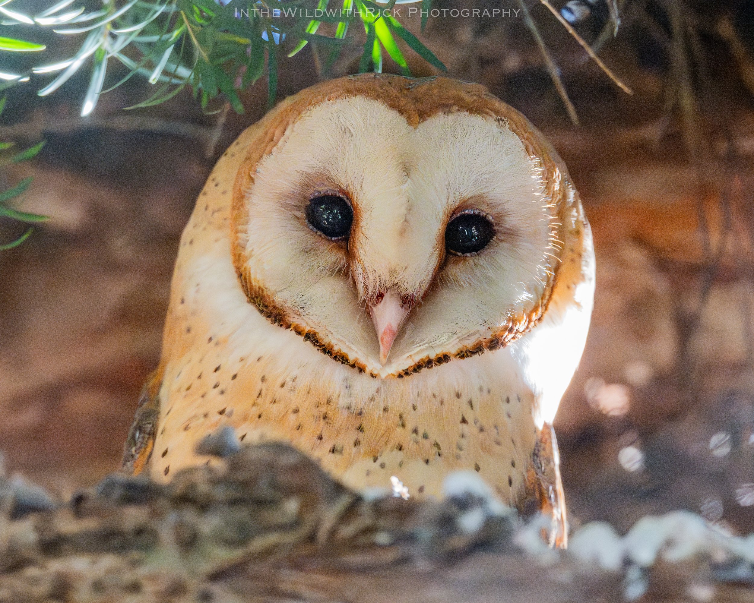 OWL Great Horned Owl Fact Sheet – HawkWatch International